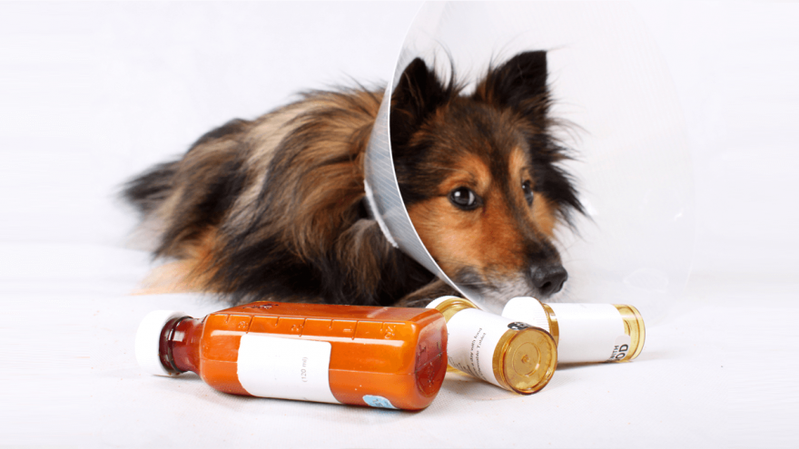 Clavamox for Dogs